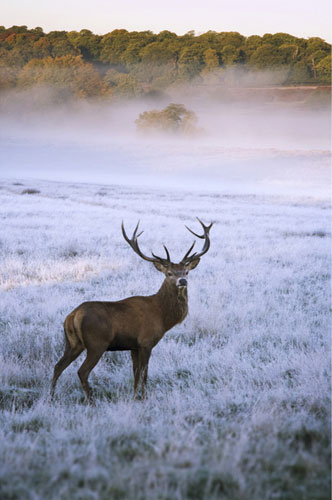 Stag against mist by I3aac