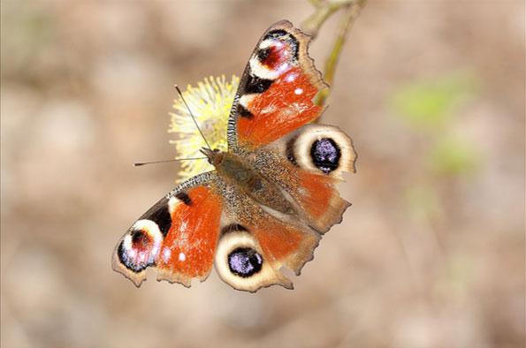 Peacock butterfly by Crosswings