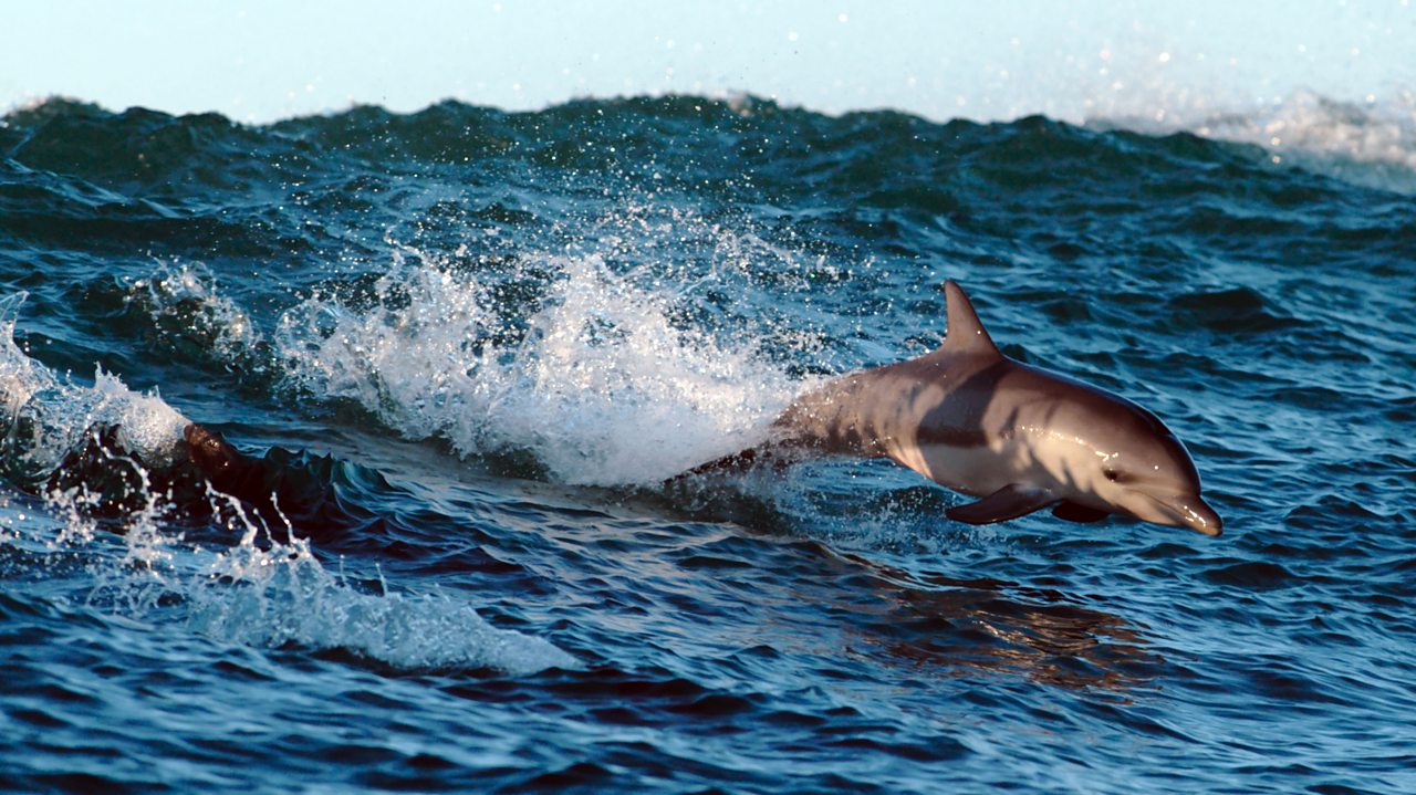 Blue Planet II: Soundtrack