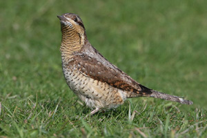 wryneck