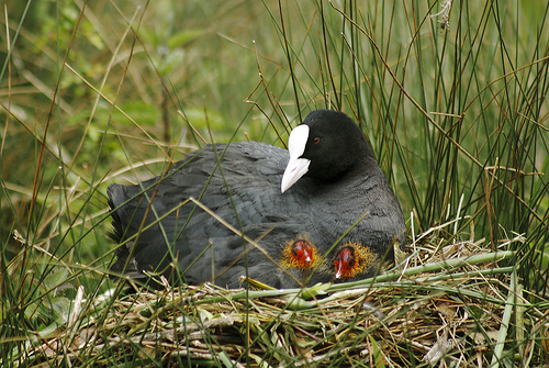 nesting coot with colourful chicks by Dominic Heard