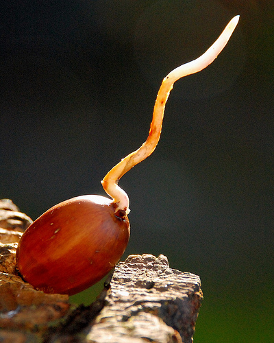 Acorn growing shoot by Rene 67