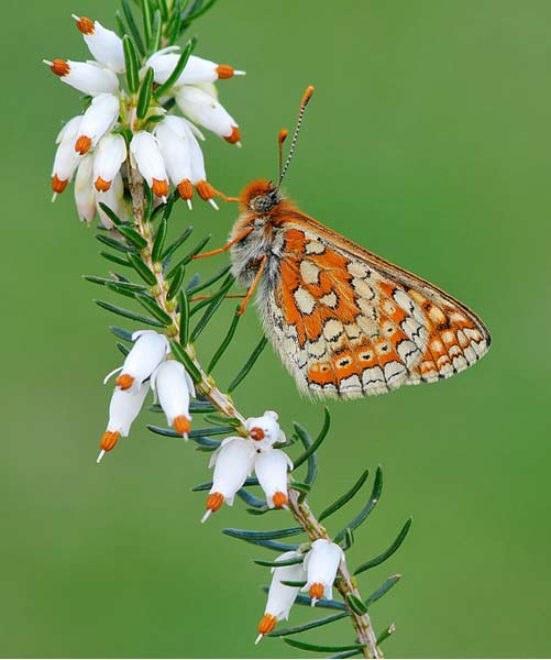Marsh fritillary butterfly by Pete Withers