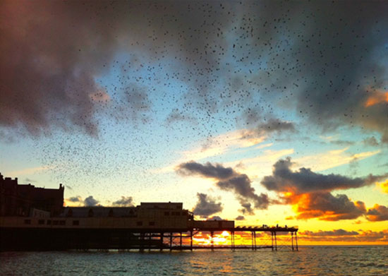 Starlings over Aberystwyth pier by Lindsay McCrae