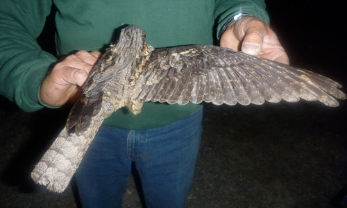 nightjar.jpg