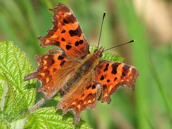 comma butterfly by macfudge1UK