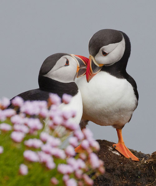 Puffins by Chris Stuart