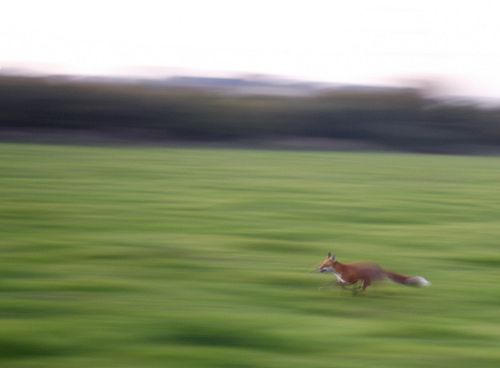 Running fox by the.urchin
