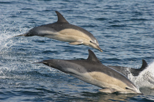 Thumbnail image for Pair 6