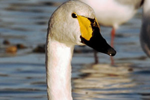Dario, the Bewick's swan