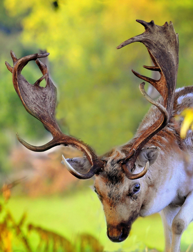 Fallow buck by Steve Waterhouse
