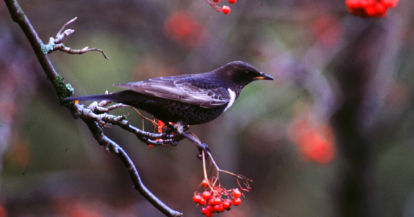 ring ouzel