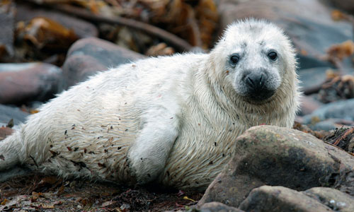 Grey seal pup