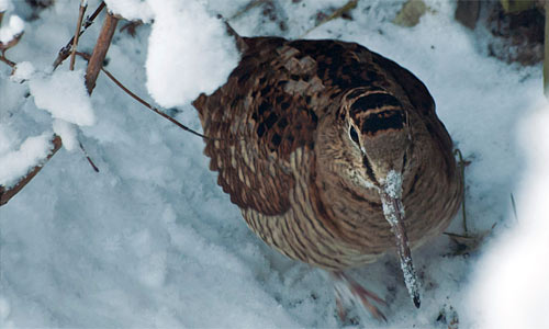 Woodcock copyright Phil Benton