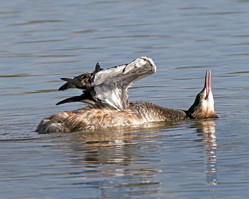 Grebe contorting its body by Andrew Haynes