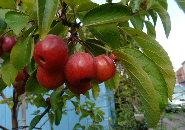 crab apple