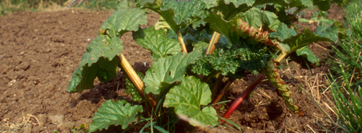 rhubarb