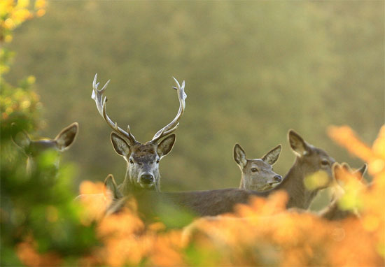 Autumn stag by Shaunfahy39