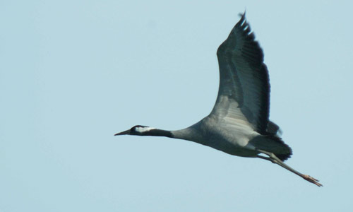 Common crane ©Neil Calbrade/BTO