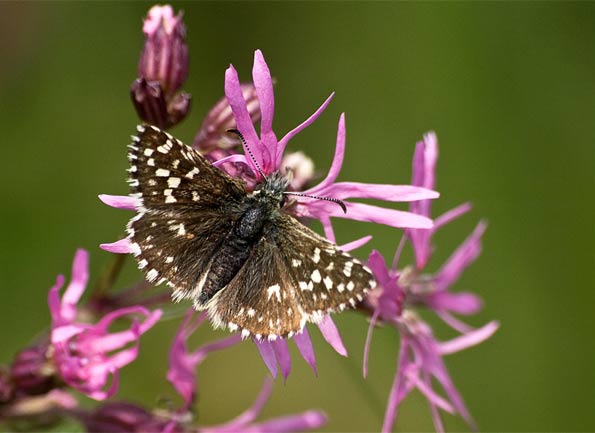 Grizzled skipper by Anthony Nixon