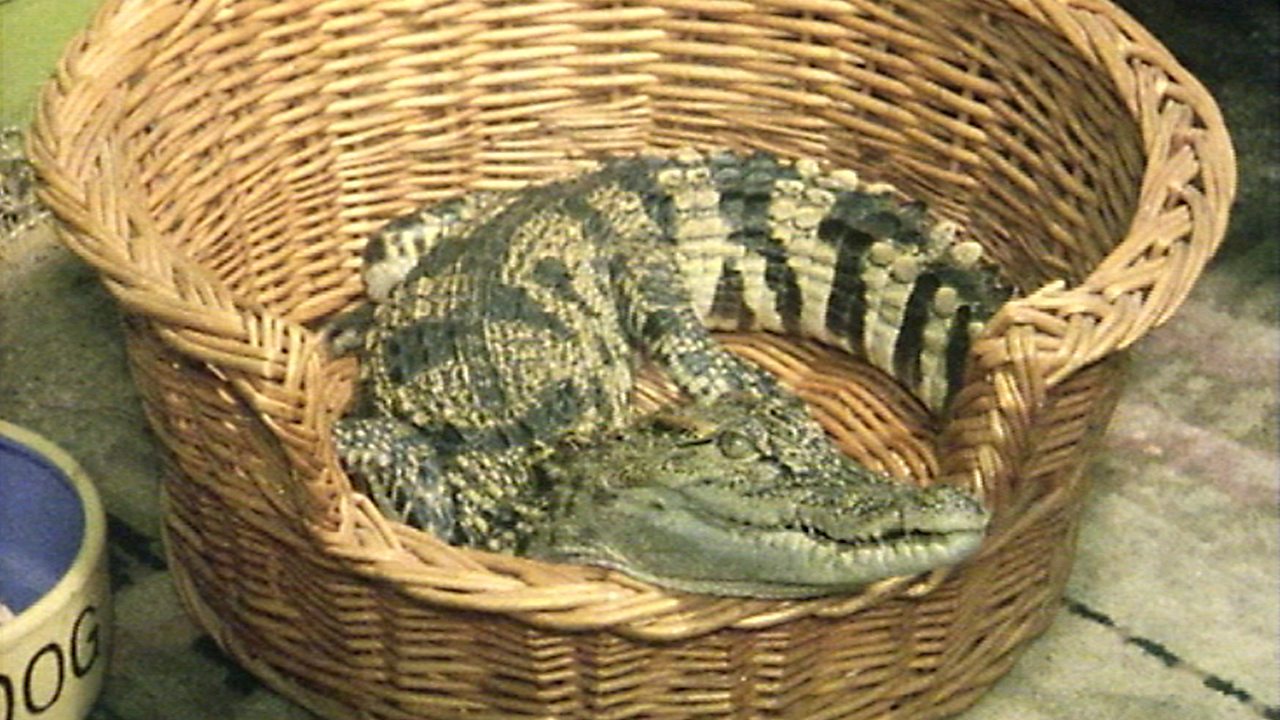 Rover the crocodile, 1977