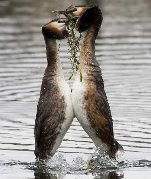 Great Crested Grebes weed ceremony by ggwildlife