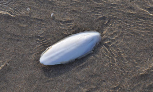 cuttlefish-bone.jpg