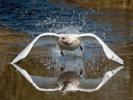 Swan take off by Tony McLean