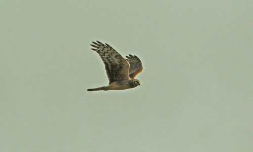 hen harrier