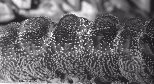 speckled starlings in the roost