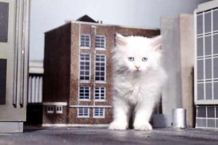 A giant kitten on The Goodies set.