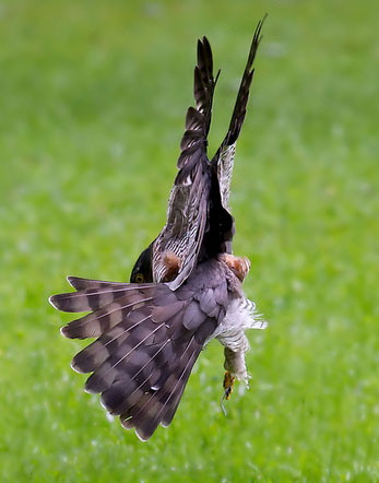 quiz question 2 twisting bird