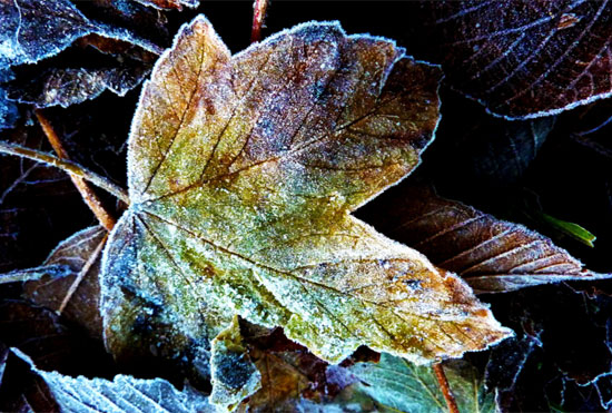 Frosted autumn leaf by Sheerlight