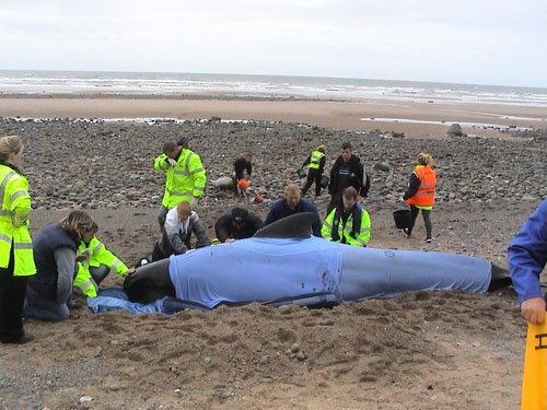 Stranded pilot whale, Cumbria © BDMLR