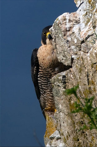 peregrine by ian cook
