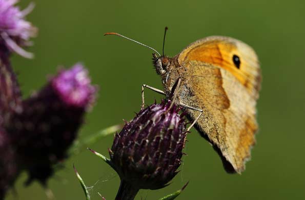 Meadow brown butterfly by John Gardiner