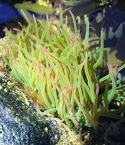 Snakelocks anemone © jo92photos