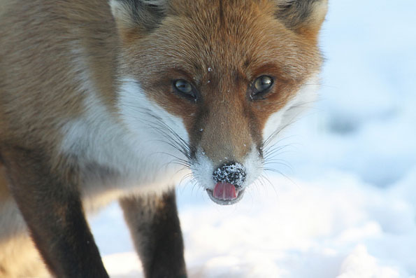 Fox licking nose by Dan Belton