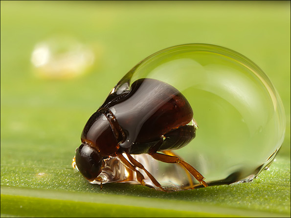 tiny bug trapped inside a rain drop trying to break free
