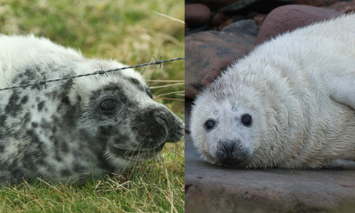 Grey seal pups