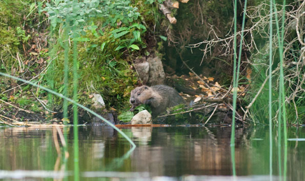 Beaver on the bank copyright Scottish Wildlife Trust