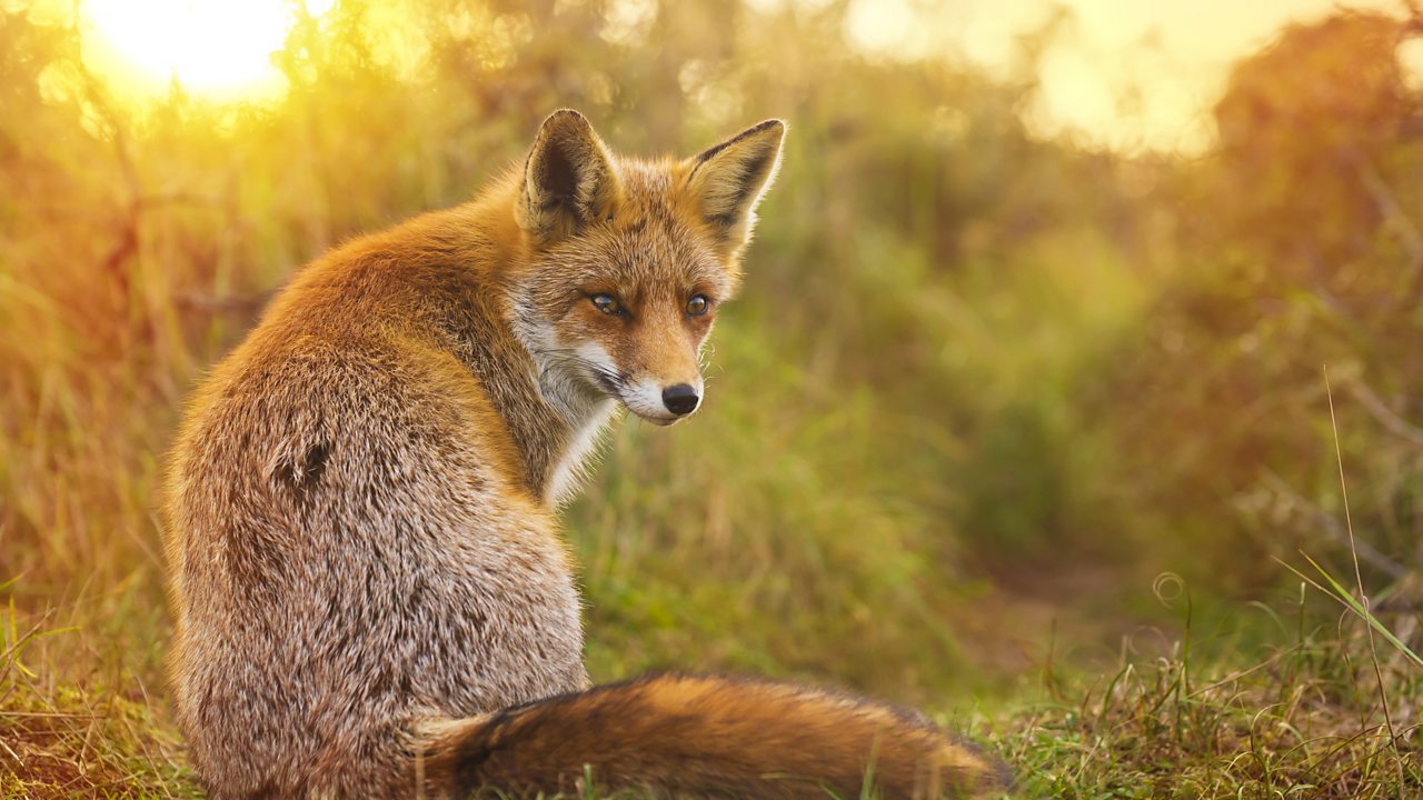 Janáček: The Cunning Little Vixen suite