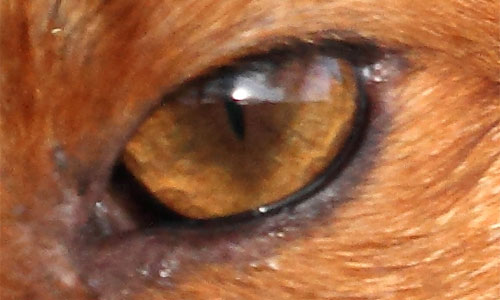 eye1 - auburn eye with orange fur
