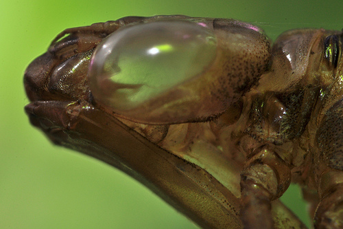 Dragonfly Exuvia © Edward Nurcombe