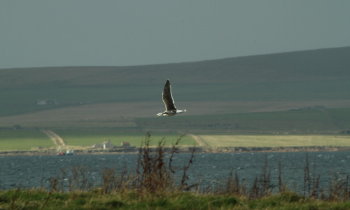 Greater black backed gull