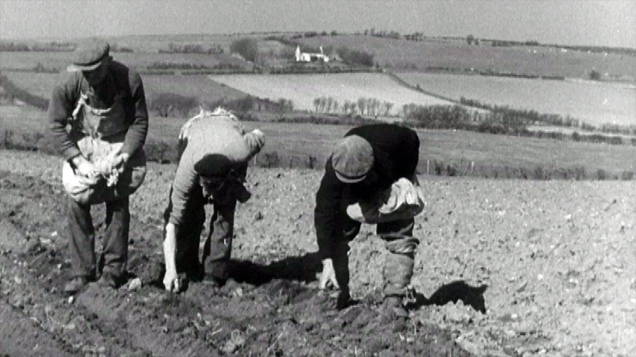 Potato harvest on the Isle of Arran, 1949