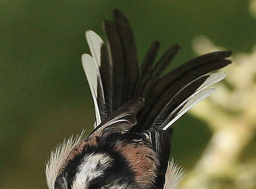 Quiz question 5 fluffed up feathers