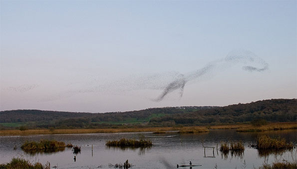 Loch ness monster murmuration by Numanarchist