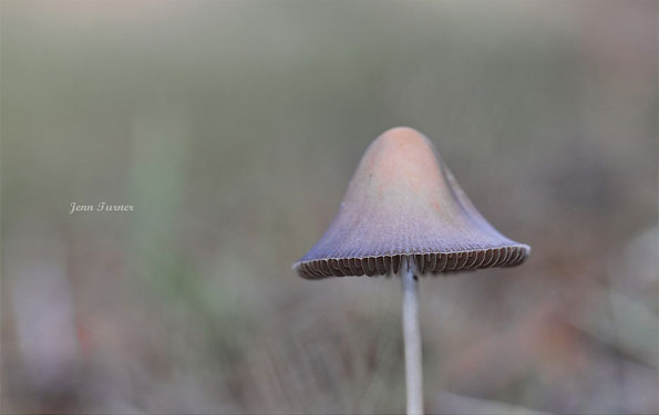 Fungi by Jenn Turner