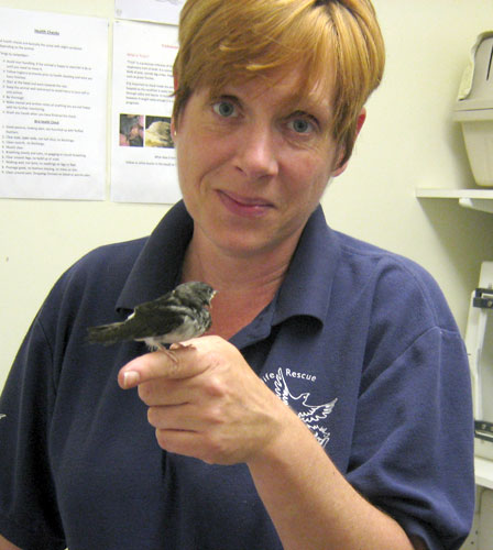House martin with Charmian from HART wildlife rescue
